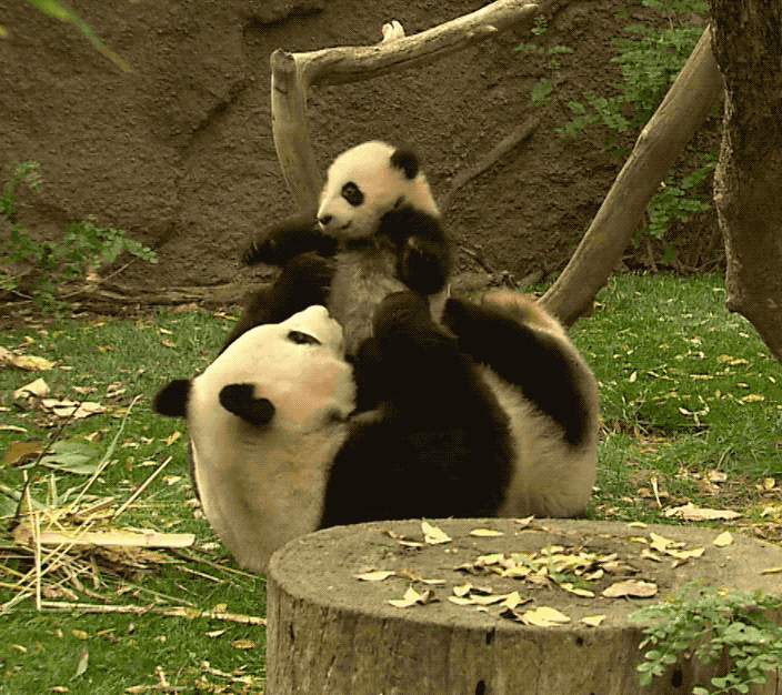 panda-22