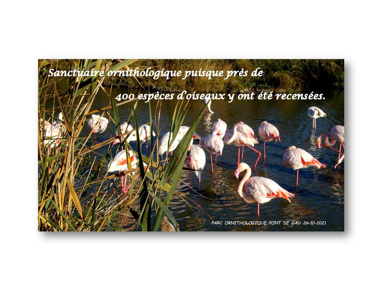Camargue 004 780 2021 10 26-page-001