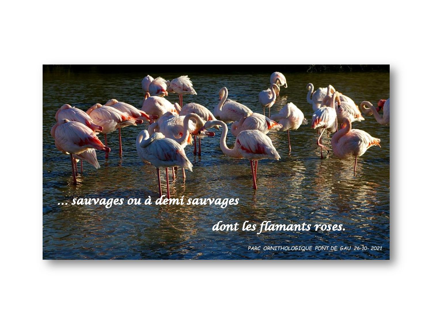 Camargue 003 775 2021 10 26-page-001