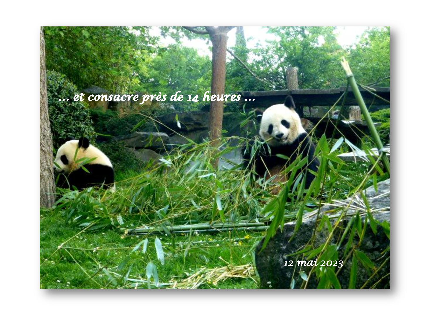 Beauval 007 736 2023 05 12-page-001