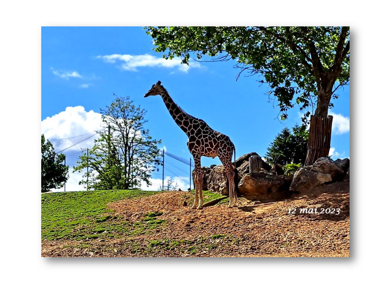 Beauval 039 322 2023 05 12-page-001