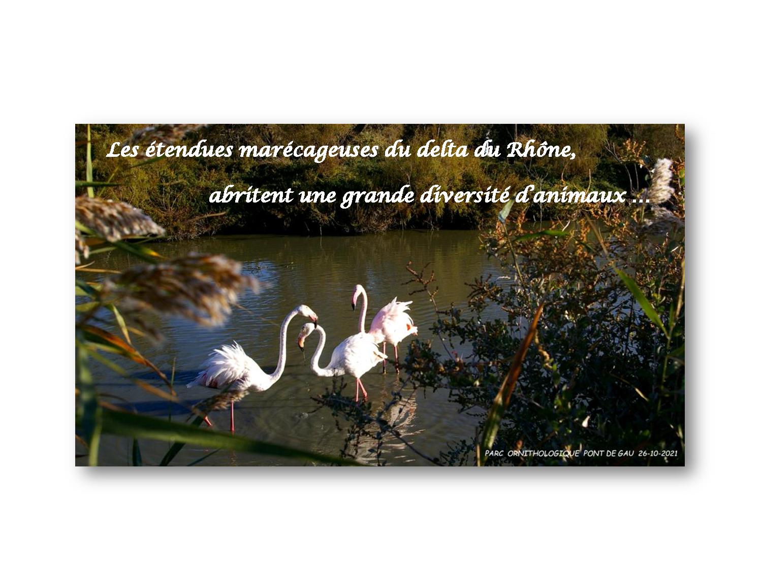 Camargue 002 765 2021 10 26-page-001