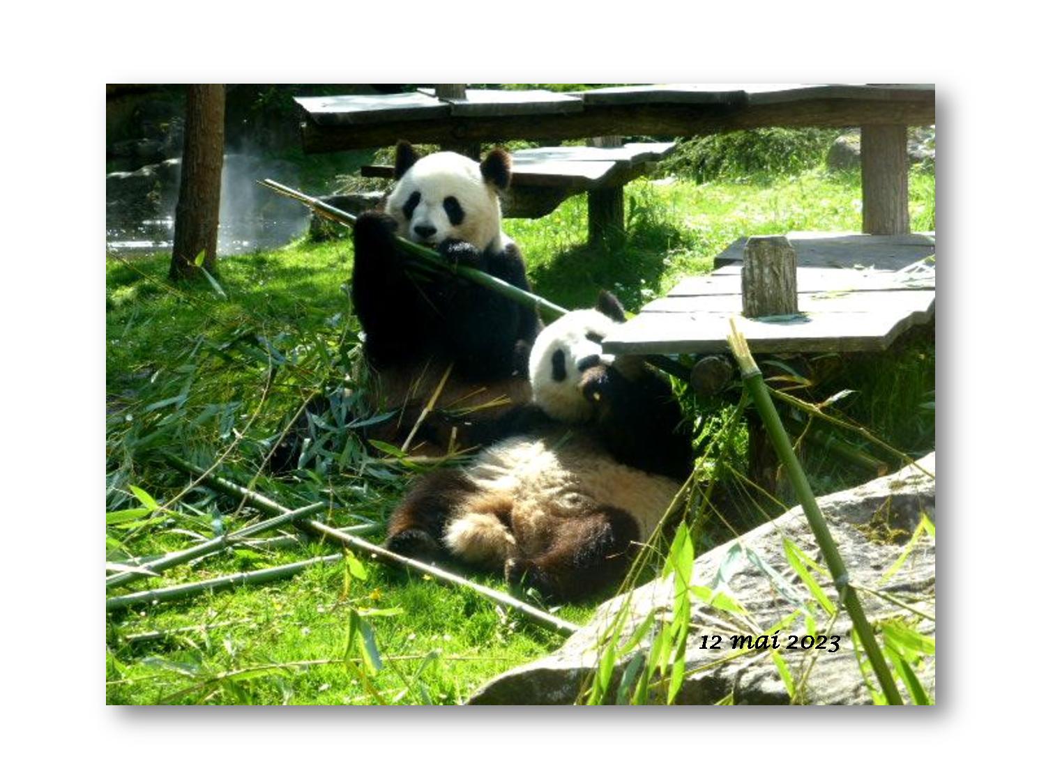 Beauval 009 739 2023 05 12-page-001