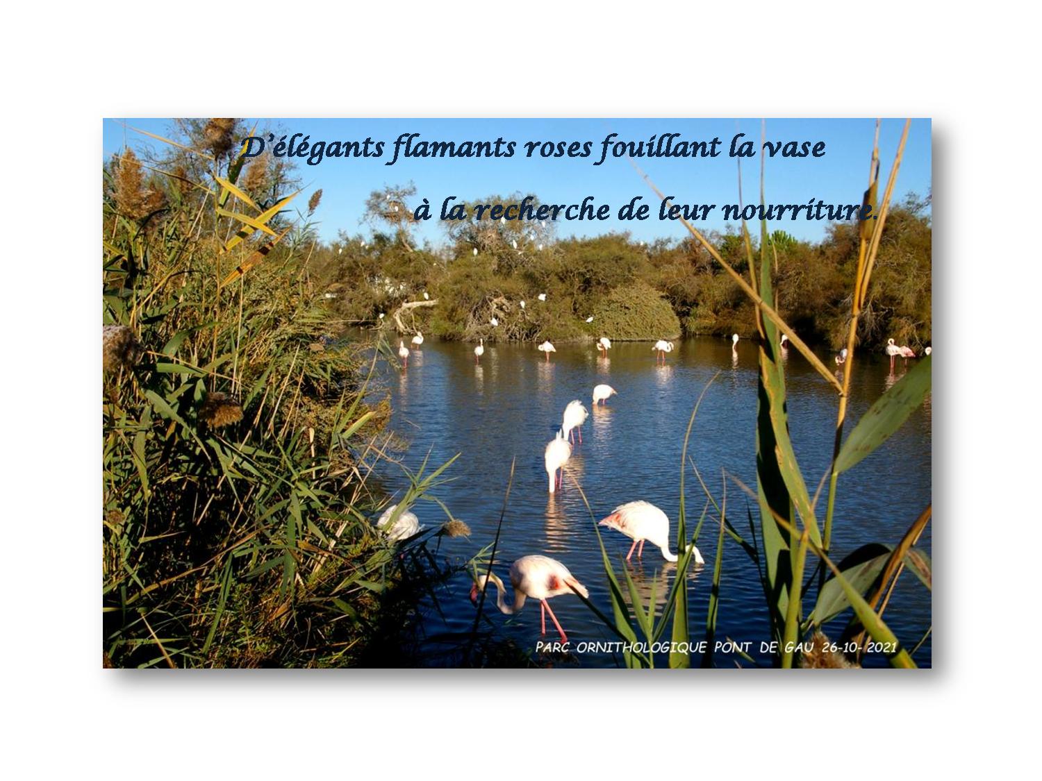 Camargue 005 781 2021 10 26-page-001